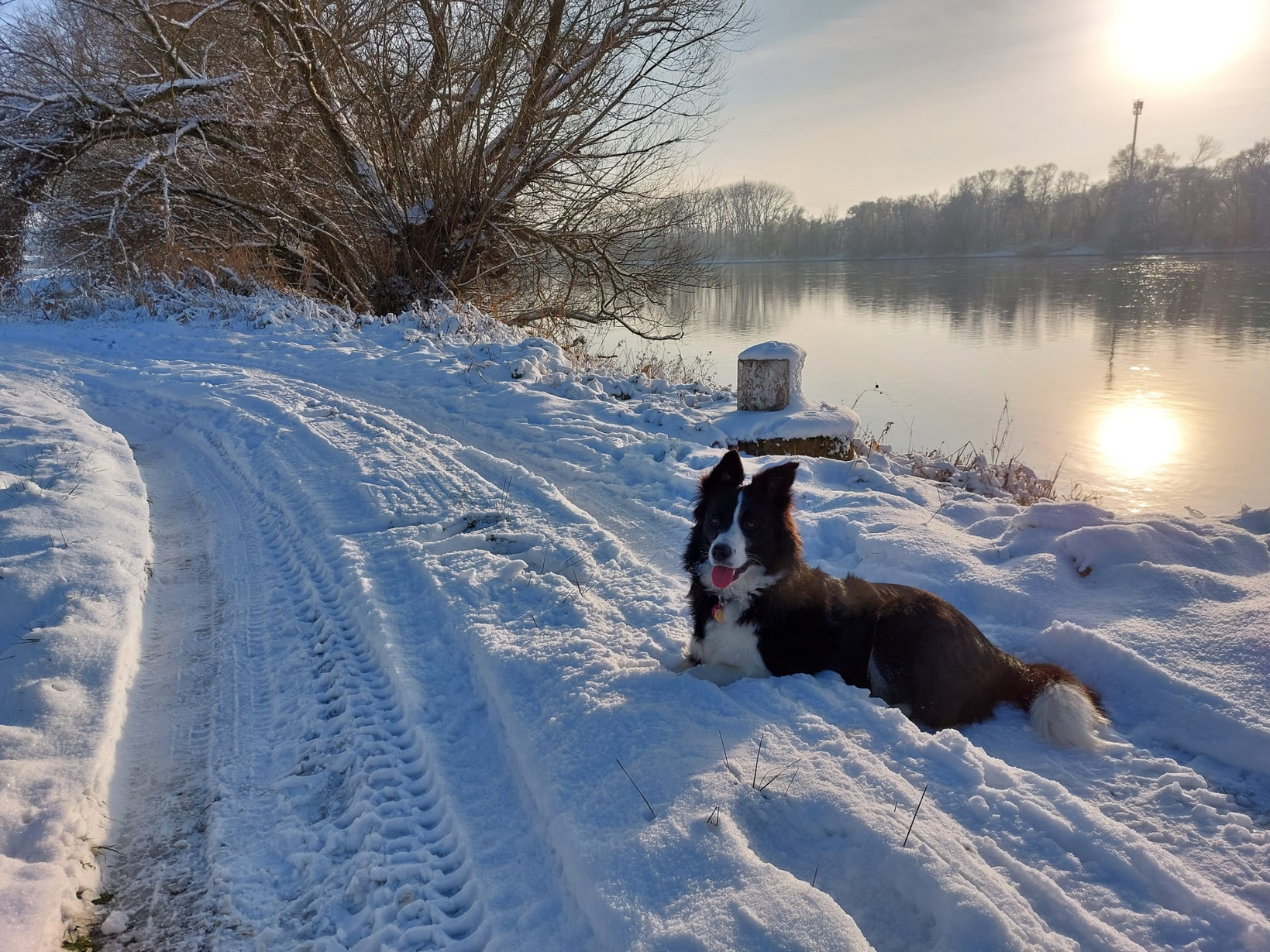 Border Collie